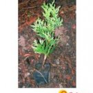 Cedar Green Giant