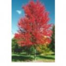 Red Maple Acer Rubrum