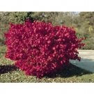 Euonymus Burning Bush