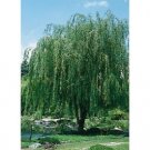 Willow Weeping