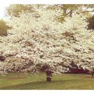 White Flowering Dogwood