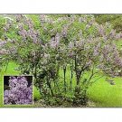 Old Fashioned Fragrant Lilac Schrubs