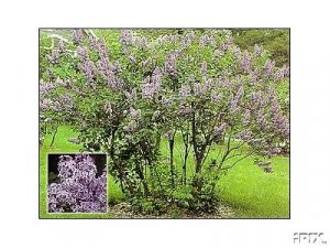Old Fashioned Fragrant Lilac Schrubs