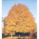 Acer saccharum Sugar maple