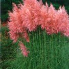 Pampas Grass