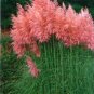 Pampas Grass