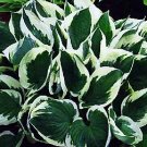 Hosta Minuteman Hosta's