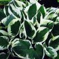 Hosta Minuteman Hosta's