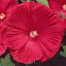 Hibiscus Moscheutos-Deep rose-red