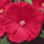 Hibiscus Moscheutos-Deep rose-red