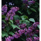 Old Fashioned Fragrant Lilac Schrubs