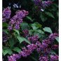 Old Fashioned Fragrant Lilac Schrubs