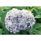 Nikko Blue Hydrangea