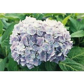 Nikko Blue Hydrangea