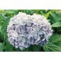 Nikko Blue Hydrangea