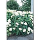 Hydrangea arborescens 'Annabelle'