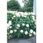 Hydrangea arborescens 'Annabelle'