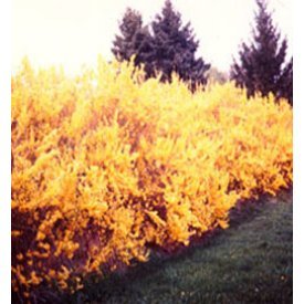 Forsythia Lynwood Gold,