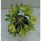 Ginkgo Tree