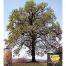 Tulip Poplar Tree