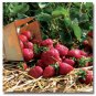 Quinault - Everbearer Strawberry Plants! Sold in qty of 10