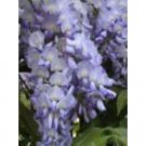 Japanese Wisteria Amethyst Blue