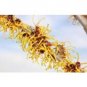 Witch Hazel Brand New Item