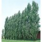 Poplar Hybrid Populus Nigra