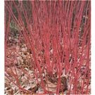 Dogwood Silky