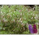 Butterfly Bush (Buddleia davidii)