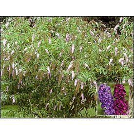Butterfly Bush (Buddleia davidii)