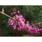 Red Bud Oklahoma