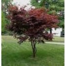 Japanese Red Maple Tree
