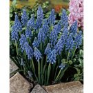 Muscari Armeniacum Sold in bags of 10 BULBS