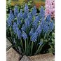 Muscari Armeniacum Sold in bags of 10 BULBS