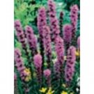 Liatris - Blazing Spicata Limited Supply Left Sold in bags of 5!