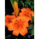 Daylilies Lilium Orange Pixie Selling in Bags of 3!