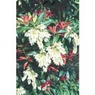 Pieris Japonica Mountain Fire