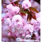 Pink Flowering Almond