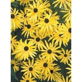 Black Eyed Susan