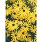 Black Eyed Susan