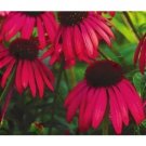 Coneflower Twilight