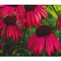 Coneflower Twilight