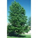 Hybrid Poplar, 1-2'