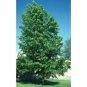 Hybrid Poplar, 1-2'