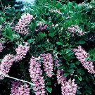Purple Wisteria Vines