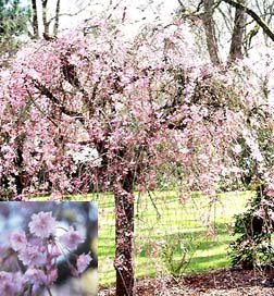 Weeping Yoshino Cherry Tree