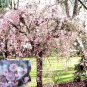 Weeping Yoshino Cherry Tree