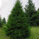 Norway Spruce - 6-18'' Bareroot