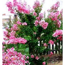 Crape Myrtle 'Peppermint' (Lagerstroemia indiica)